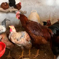 خروس محلی مناسب قربانی و نگهداری|حیوانات مزرعه|ابهر, |دیوار