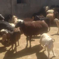 بره نر و ماده و قوچ|حیوانات مزرعه|سنقر, |دیوار