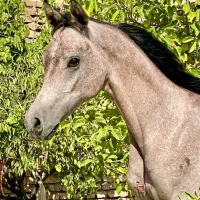 فروش کره اسب نریان عرب، کره کنزالناصر