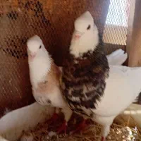 ۲۰ عدد کبوتر  رنگی ودورگ باهم فروخته میشه