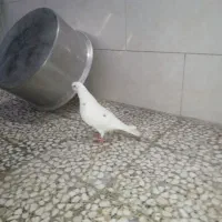 دو عدد کبوتر .کفتر نر و ماده بالغ|پرنده|صومعه‌سرا, |دیوار