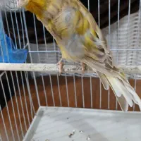 قناری نر|پرنده|اهواز, کوی رمضان|دیوار