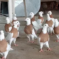 مکمل پاکسازی و تقویتی کبوتر