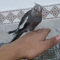 عروس هلندی خاص|پرنده|مشکین‌دشت, |دیوار