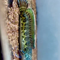 ماهی چانا گلدن کبرا