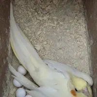 جفت عروس هلندی مولد آماده