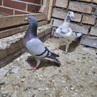 کبوتر آلمانی