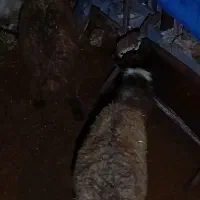 بره نر|حیوانات مزرعه|پاسارگاد, |دیوار