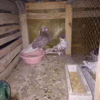 نرماده درجه یک