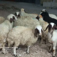 گوسفند ماده داشتی  باب داشت|حیوانات مزرعه|کوزران, |دیوار