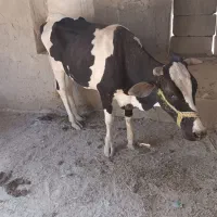 یک‌عدد‌گاو‌به‌همراه‌گوساله‌بفروش‌میرسد‌