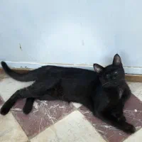 واگذاری گربه