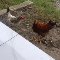 خروس