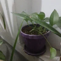 ۶ تا گل و گلدان همه با هم ۸۵۰ تومن|گل و گیاه طبیعی|یزد, |دیوار