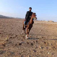 اسب عرب مصری اصیل..