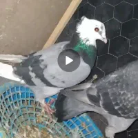 کفتر دوزدیده شده