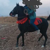 اسب|اسب و تجهیزات اسب‌سواری|کهریزک, |دیوار