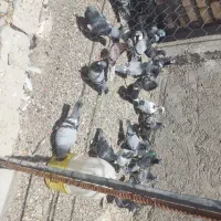 تیپ کبوتر