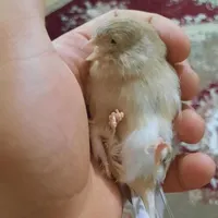 سهره قناری نر گلاستر  معاوضه با پرنده|پرنده|شیراز, میانرود|دیوار