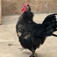 مرغ و خروس نژاد دار