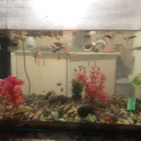 ماهی کوپی با آکواریوم