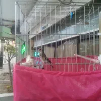 سهره کرمانی قرص بخون