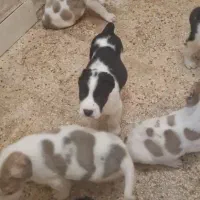 توله آلابای|سگ|آبعلی, |دیوار