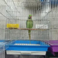 شاه طوطی نر رام و چلوندنی سخنگو بسیار زیبا