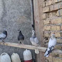 پلاکی و پرشی|پرنده|پیر بکران, |دیوار