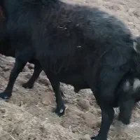 قوچ قره قزل|حیوانات مزرعه|قره پشتلو, |دیوار