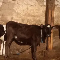گوساله ماده کلمات آنگوست