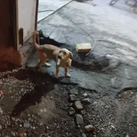 سگ پا کوتاه|سگ|افزر, |دیوار