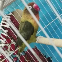 کوتوله بالغ نر