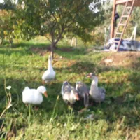 پنچ عدد قو غاز  سفید و خاکستری نرو ماده|حیوانات مزرعه|ارومیه, |دیوار