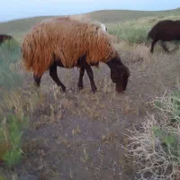 میش همو شیره داره با بره ماده همو