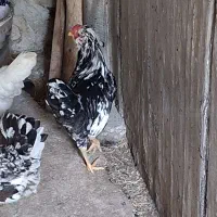 تخم نطفه دار گلین