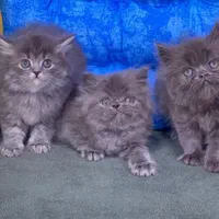 شهر گربه های بانمک ( پرشین اسکاتیش بریتیش )|گربه|شیراز, دروازه اصفهان|دیوار