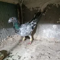 کبوتر پرنده بشرط