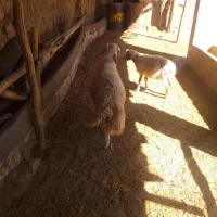 کاور ورن سنجابی|حیوانات مزرعه|حمیل, |دیوار