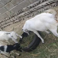 فروش چند راس بز ماده|حیوانات مزرعه|قصرقند, |دیوار