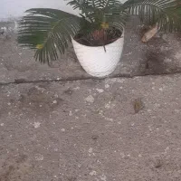 سیکاس باگلدان