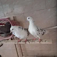 کفتر پرشی|پرنده|تهران, جلیلی|دیوار