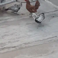 گلین وسیبرایت|حیوانات مزرعه|خان ببین, |دیوار