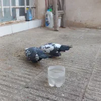 یه‌جفت‌کبوترسوسکی‌سبز|پرنده|مشهد, رده|دیوار