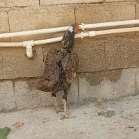 مرغ لاری