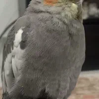 گمشده|حیوانات|خمین, |دیوار