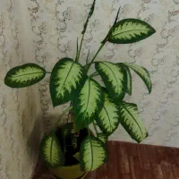 گل دیفن|گل و گیاه طبیعی|اسلام‌‌آباد غرب, |دیوار