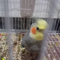 گمشده عروس هلندی تو محدوده نفتک