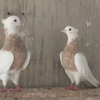 طوقی|پرنده|امیدیه, |دیوار