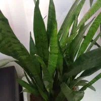 سانسوریا شمشیری سبز|گل و گیاه طبیعی|ارومیه, |دیوار